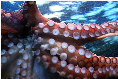 Octopus behavior changes