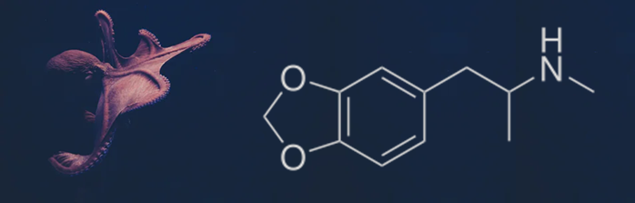 Octopus brain structure
