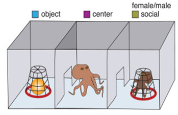 Octopus social behavior