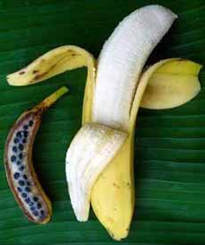 Wild banana before domestication
